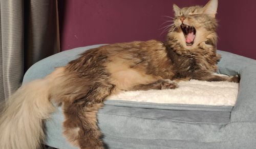 Katzen